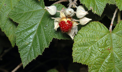 Cây Ngấy đảo Môluyc. Rubus moluccanus L. - Cây Thuốc Nam Quanh Ta